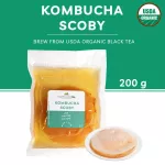 สโคบี้หัวเชื้อ สำหรับหมักชา ชาหมัก คอมบูชา พร้อมน้ำตั้งต้น ออร์แกนิคแท้ 100%