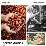 Doitung Coffee Bean - Iced Coffee 200 g. Roasted coffee Ice Coffee, Doi Tung 200 grams