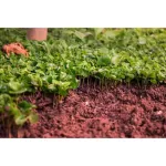 Raw Coffee Arabica Arabica Green Bean 500 g. Wet process