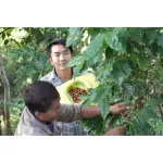 Raw Coffee Arabica Arabica Green Bean 500 g. Wet process