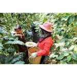 Drome Arabica Coffee Drip 5 Bag 50g