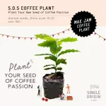 S.O.s.Coffe Plant MAEJAM COFFEE PLANT