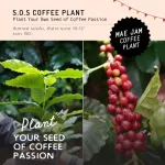 S.O.s.Coffe Plant MAEJAM COFFEE PLANT