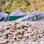 Palore 100 % Arabica Coffee Bean 100 % Arabica coffee beans, 500 grams of dark roasted Palor brand **? Free grinding? **