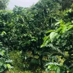 กาแฟเมล็ด HOUSE BLEND CAFE R'ONN คั่วเข้ม เฮาส์เบลนด์  250 กรัม