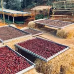 กาแฟเมล็ด HOUSE BLEND CAFE R'ONN คั่วเข้ม เฮาส์เบลนด์  250 กรัม