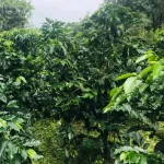 Coffee, House Blend, Cafe R'ONN, dark roasted house, Blend 500 grams.