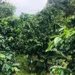 กาแฟเมล็ด HOUSE BLEND CAFE R'ONN คั่วเข้ม เฮาส์เบลนด์  1 กิโลกรัม