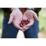 เมล็ดกาแฟคั่วอ่อน อาราบิก้า 100% จากภาคเหนือ