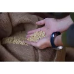 เมล็ดกาแฟคั่วอ่อน อาราบิก้า 100% จากภาคเหนือ