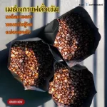 100%dark roasted coffee beans, Arabica 100%_ Total grade _10KG 500G x 10 bags