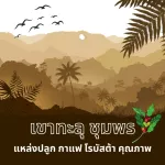 Roasted coffee beans through Chumphon, dark roasted Robusta 100%_ grade A_ fresh roasted, crushed for free !!