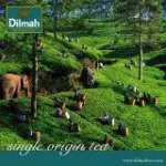 Dilmah Vanila Tea ดิลมา วานิลลา ชาศรีลังกา 2กรัม 20ซอง