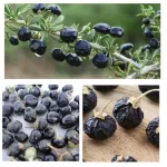 เก๋ากี้ดำ โกจิเบอร์รี่ดำ ขนาด120กรัม เก๋ากี้ดำอบแห้ง เม็ดเก๋ากี้ดำ [พร้อมส่ง] Black Goji Berry, Black Wolfberry