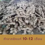 ขิงผง 100% ชาขิง เครื่องดื่มขิงสำเร็จรูป ปราศจากน้ำตาล ไม่มีตะกอน อารมณ์ดีฟาร์ม เผ็ด เข้ม กลมกล่อม รุ่นประหยัดสุดคุ้ม แพ็ค 50 ซอง