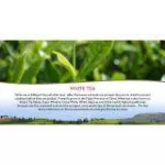 Twinings Pure White Tea ทไวนิงส์ เพียวไวท์ที ชาอังกฤษ 1.5กรัม 25ซอง