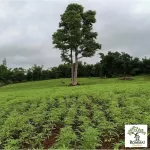 ชากัญชา ชาสมุนไพร กัญชาออแกร์นิก ปลูกโดยวิสาหกิจชุมชน บรรจุ 12 ซอง ใน 1 แพ็ค ขายปลีก/ขายส่ง...ส่งฟรี