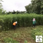 ชากัญชา ชาสมุนไพร กัญชาออแกร์นิก ปลูกโดยวิสาหกิจชุมชน บรรจุ 12 ซอง ใน 1 แพ็ค ขายปลีก/ขายส่ง...ส่งฟรี