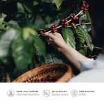 Graph Coffee Co. Coffee beans Signature Blend - Fruity Fine Set