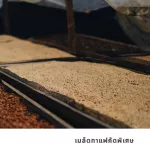 Graph Coffee Co. Signature Blend Cookies Strawberry