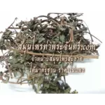 กะเม็งผง กะเม็งผง สมุนไพรกะเม็ง / "อยากลงทุนสุขภาพ นึกถึงสมุนไพรท่าพระจันทร์"