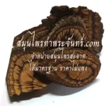 ม้ากระทืบโรงผง ม้ากระทืบโรงแห้ง สมุนไพรม้ากระทืบโรง / "อยากลงทุนสุขภาพ นึกถึงสมุนไพรท่าพระจันทร์"