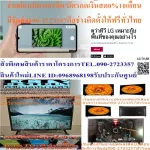 LG50 inch UN7300PTC Digital Ultra4K Heechdee Smart Magic AI. Normal 25,995. Buy and have no replacement in all cases. New products guaranteed by 50un7300PTC LG UHD 4K Smart TV.