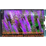 Samsung32 inch J4003DigitalTV has a remote control in other brands. There is no purchase manual. There is no replacement.