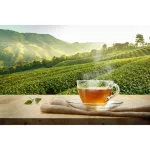 ผงชามะลิเข้มข้น 100 กรัม