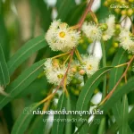 Giffarine Giffarine Air Force Spray Eucalyptus Eucalyptus Air Freshner 125 ml 54005