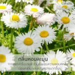 กิฟฟารีน Giffarine สเปรย์ปรับอากาศ กลิ่นลาเวนเดอร์ Lavender Air Freshener 100 ml 84031