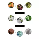 Jeanmiss HNPYOTIC POISON EDP 100ML