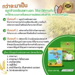 เครื่องดื่มน้ำข้าวกล้องเพาะงอกชนิดผง ผสมธัญญาหารอบกรอบ 1 ชุด 12 กล่อง