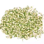 New Premium Dry Jasmine Bud 100% Natural Jasmine Flower Organic Dried Flowers Buds Wedding Decoration