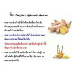 น้ำขิง ขิงผงชนิดชง น้ำขิง กิฟฟารีน ( เครื่องดื่ม ขิง ) ชนิดชง สำเร็จรูป