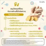 ขิง ขิงผงกิฟฟารีน ขิงผง ขิงชง ท้องอืด บำรุงสุขภาพ Intant Ginger Powder Drink Giffarine