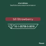 No.1 Plantae Complete Plant Protein รส สตรอว์เบอร์รี่ 1 กล่อง : คอลลาเจน โปรตีนพืช บำรุงผิวสวย รักสุขภาพ คีโต วีแกน เวย์ Strawberry เซ็ท 1 กล่อง