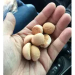 Ping baked snacks, hood, fragrant candles, coconut milk, 250 grams, 5 -star OTOP products