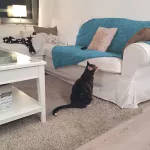 HIG spray the aroma of a 500 ml cat pee.