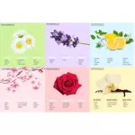 ขายดีอันดับ 3 หัวน้ำหอมแท้ 100% FRAGRANCE OIL ความเข้มข้นสูง มีขนาด 30 ML , 60 ML , 100 ML