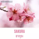 100% authentic perfume Fragrance Oil, high concentration, sakura, 30 ml, 60 ml, 100 ml