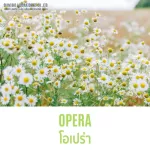 หัวน้ำหอมแท้ 100% FRAGRANCE OIL ความเข้มข้นสูง กลิ่น โอเปร่า ขนาด 30 ML , 60 ML , 100 ML