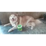 Gager กาเจอร์ ผงดับกลิ่นสัตว์ สุนัข แมว หมู วัว ควาย ม้า ไก่ นก กำจัดกลิ่นสัตว์ทุกชนิด Deodorizer Powder ขนาดใหญ่ 5 กก.