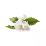 Avre Greffil 250ml. Great value 2Free1 Air Wick Life Scents Freshmaticrefill 2 + 1 [Value Pack]