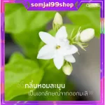 สเปรย์ปรับอากาศ กิฟฟารีน กลิ่นจัสมิน กรีนที กลิ่นหอมจากธรรมชาติ สเปรย์ปรับกลิ่นในบ้าน  แก้ภูมิแพ้ โล่งจมูกหลับสบาย