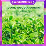 สเปรย์ปรับอากาศ กิฟฟารีน กลิ่นจัสมิน กรีนที กลิ่นหอมจากธรรมชาติ สเปรย์ปรับกลิ่นในบ้าน  แก้ภูมิแพ้ โล่งจมูกหลับสบาย