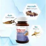 VISTRA Cordyceps Extract 30 Caps วิสทร้า คอร์ดิเซพส์ สารสกัดจากถังเช่า ผสมสารสกัดกระชายดำ 30 แคปซูล