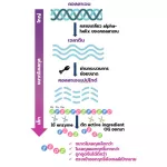 MATELL Collagen Dipeptide 100% คอลลาเจน ไดเปปไทด์ 100g Premium Collagen from Japan ขนาดโมเลกุลเล็กที่สุดในโลก แท้100%