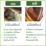 Giffarine, Giffarine Phyto Fiber, dietary supplement Dissolve fiber Honey scent mixed with lemon.