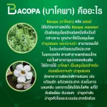กิฟฟารีน บาโคพา Giffarine Bacopa ดูแลสมองและความจำ  60 แคปซูล